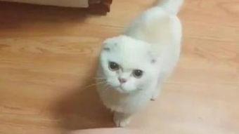 喵星人在线观看,萌宠奇遇记,在线观看带你领略萌宠魅力 第2张 喵星人在线观看,萌宠奇遇记,在线观看带你领略萌宠魅力 第2张